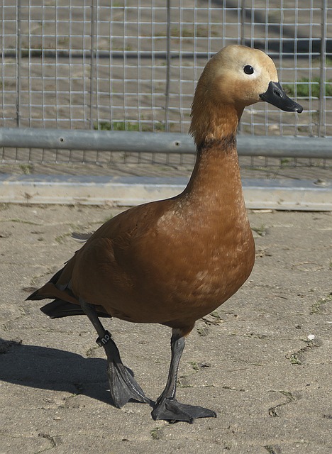 也讓球迷對